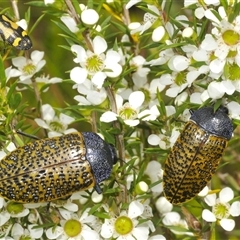 Stigmodera macularia at Boolijah, NSW - 16 Jan 2025 01:52 PM