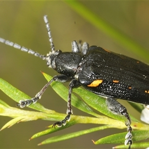 Chrysomelidae sp. (family) at Boolijah, NSW by Harrisi