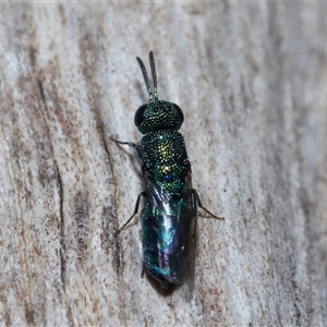 Chrysididae (family) at Parkes, ACT - 25 Dec 2024 02:20 PM