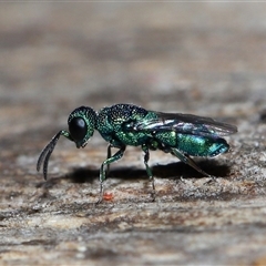 Chrysididae (family) at Parkes, ACT - 25 Dec 2024 02:20 PM