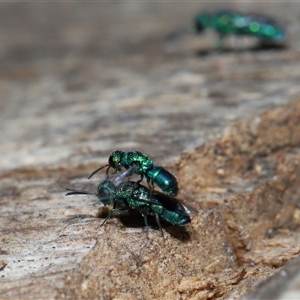 Chrysididae (family) at Parkes, ACT - 25 Dec 2024 02:20 PM