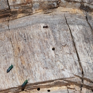 Unidentified Parasitic wasp (numerous families) at Parkes, ACT by TimL