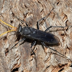 Fabriogenia sp. (genus) (Spider wasp) at Forde, ACT - 28 Dec 2024 by TimL