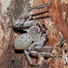 Unidentified Huntsman spider (Sparassidae) at Forde, ACT - 27 Dec 2024 by TimL