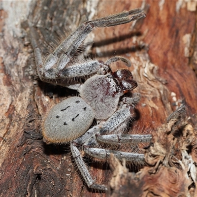 Unidentified Huntsman spider (Sparassidae) at Forde, ACT - 27 Dec 2024 by TimL