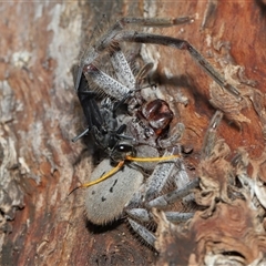 Isopeda canberrana at Forde, ACT - 28 Dec 2024 10:54 AM