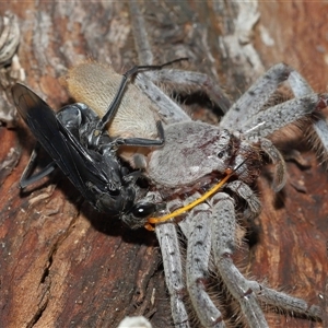 Isopeda canberrana at Forde, ACT - 28 Dec 2024 10:54 AM