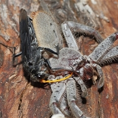 Isopeda canberrana at Forde, ACT - 28 Dec 2024 10:54 AM