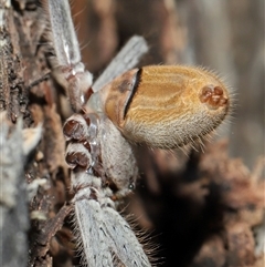 Isopeda canberrana at Forde, ACT - 28 Dec 2024 10:54 AM