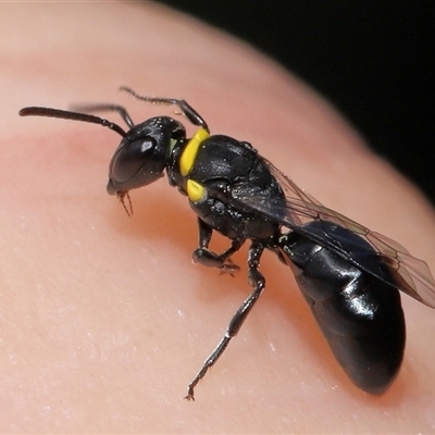 Hylaeus (Prosopisteron) primulipictus (Hylaeine colletid bee) at Acton, ACT - 17 Dec 2024 by TimL