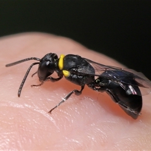 Hylaeus (Prosopisteron) primulipictus at Acton, ACT - 17 Dec 2024 12:52 PM