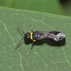 Hylaeus (Prosopisteron) primulipictus at Acton, ACT - 17 Dec 2024 12:52 PM