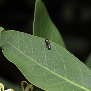 Hylaeus (Prosopisteron) primulipictus at Acton, ACT - 17 Dec 2024 12:52 PM