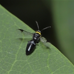 Hylaeus (Prosopisteron) primulipictus at Acton, ACT - 17 Dec 2024 12:52 PM