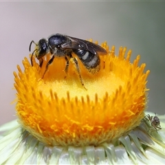 Lasioglossum (Chilalictus) sp. (genus & subgenus) at Acton, ACT - 12 Dec 2024 by TimL