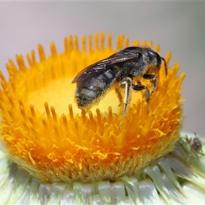 Lasioglossum (Chilalictus) sp. (genus & subgenus) at Acton, ACT - 12 Dec 2024 01:46 PM