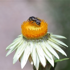 Lasioglossum (Chilalictus) sp. (genus & subgenus) at Acton, ACT - 12 Dec 2024 01:46 PM