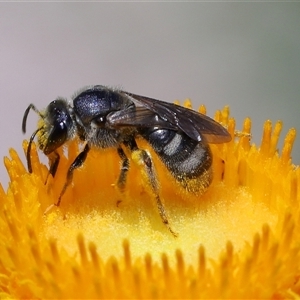 Lasioglossum (Chilalictus) sp. (genus & subgenus) at Acton, ACT - 12 Dec 2024 01:46 PM