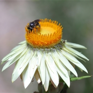 Lasioglossum (Chilalictus) sp. (genus & subgenus) at Acton, ACT - 12 Dec 2024 01:46 PM