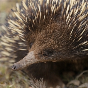 Tachyglossus aculeatus at Throsby, ACT - 1 Dec 2024