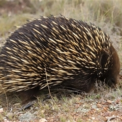 Tachyglossus aculeatus at Throsby, ACT - 1 Dec 2024