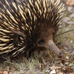 Tachyglossus aculeatus at Throsby, ACT - 1 Dec 2024