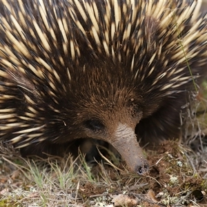 Tachyglossus aculeatus at Throsby, ACT - 1 Dec 2024