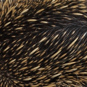 Tachyglossus aculeatus at Throsby, ACT - 1 Dec 2024