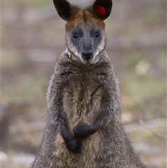 Wallabia bicolor (Swamp Wallaby) at Throsby, ACT - 1 Dec 2024 by TimL