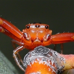 Arkys walckenaeri (Triangle spider) at Acton, ACT - 15 Jan 2025 by TimL