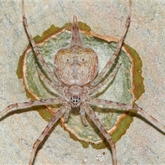 Tamopsis eucalypti (A two-tailed spider) at Acton, ACT - 15 Jan 2025 by TimL