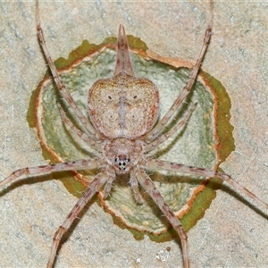 Tamopsis eucalypti (A two-tailed spider) at Acton, ACT by TimL