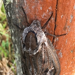 Endoxyla (genus) at Lower Borough, NSW - 17 Jan 2025 by mcleana