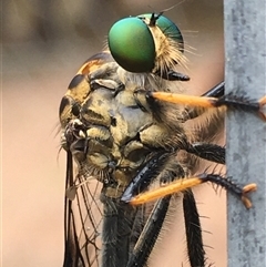 Ommatius coeraebus (a robber fly) at Lower Borough, NSW - 18 Jan 2025 by mcleana