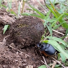 Onthophagus sp. near pentacanthus (Five-horned Dung Beetle) at Googong, NSW by Wandiyali