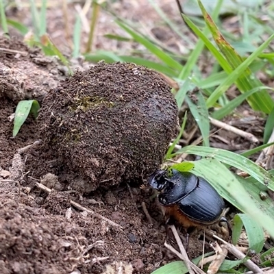 Onthophagus sp. (genus) at Googong, NSW - 19 Jan 2025 by Wandiyali