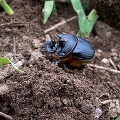 Onthophagus sp. near pentacanthus at Googong, NSW - suppressed