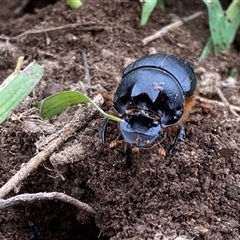 Onthophagus sp. near pentacanthus at Googong, NSW - suppressed