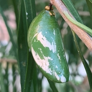 Unidentified Butterfly (Lepidoptera, Rhopalocera) at Karabar, NSW by Eland