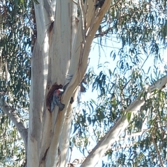 Callocephalon fimbriatum (Gang-gang Cockatoo) at Watson, ACT - 20 Jan 2025 by Fithakk