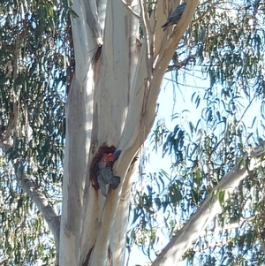 Callocephalon fimbriatum at Watson, ACT - suppressed