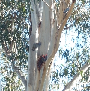 Callocephalon fimbriatum at Watson, ACT - suppressed