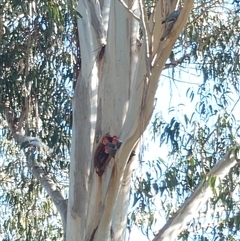 Callocephalon fimbriatum at Watson, ACT - suppressed