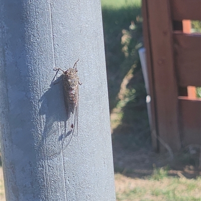 Galanga labeculata (Double-spotted cicada) at Karabar, NSW - 20 Jan 2025 by norgaria