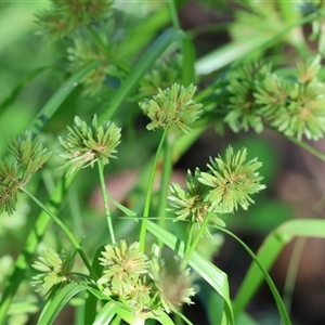 Cyperus eragrostis at Yackandandah, VIC - 5 Jan 2025 07:55 AM