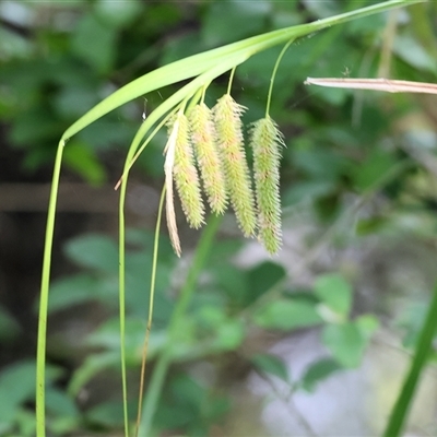 Unidentified Grass at Yackandandah, VIC - 4 Jan 2025 by KylieWaldon