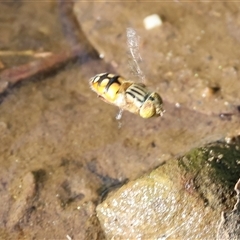 Eristalinus punctulatus at Yackandandah, VIC - 4 Jan 2025 by KylieWaldon