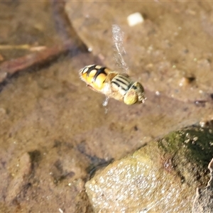 Eristalinus punctulatus at Yackandandah, VIC - 5 Jan 2025 07:56 AM