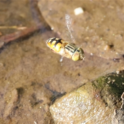 Eristalinus punctulatus (Golden Native Drone Fly) at Yackandandah, VIC - 5 Jan 2025 by KylieWaldon