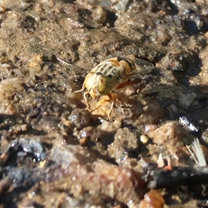 Eristalinus punctulatus at Yackandandah, VIC - 5 Jan 2025 07:56 AM